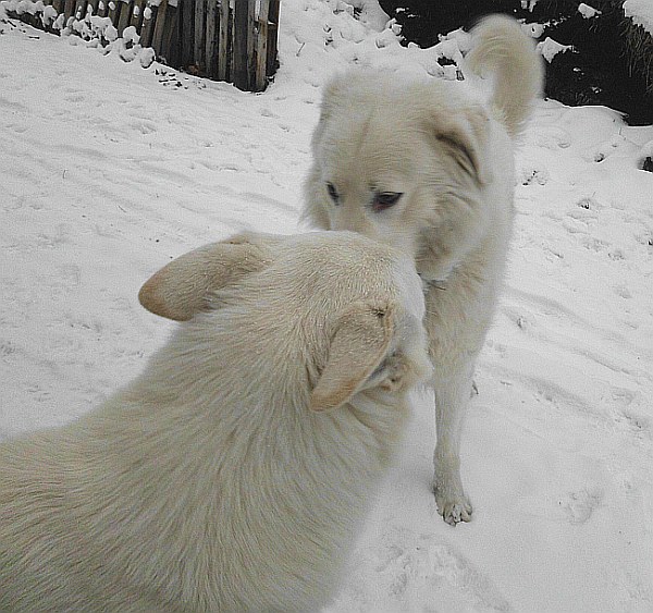 Weisser Schferhund und ungarischer Hirtenhund